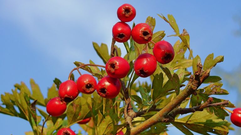 Hawthorn Fruit May Prevent Cardiovascular Diseases.