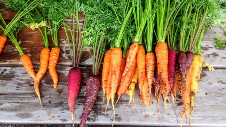 Heirloom Carrots Health Benefits