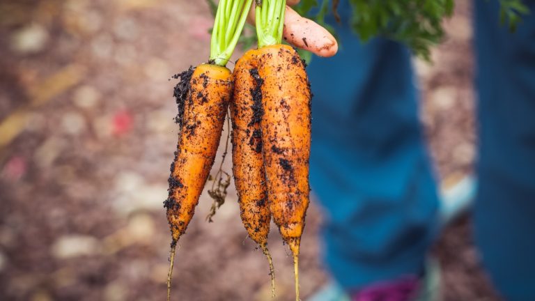 When You Eat Just 3 Carrots