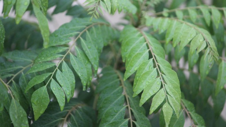 Curry Leaves