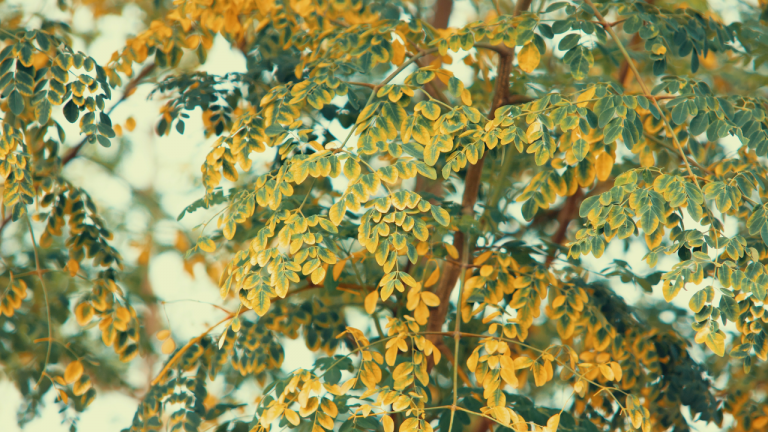 Benefits of Moringa