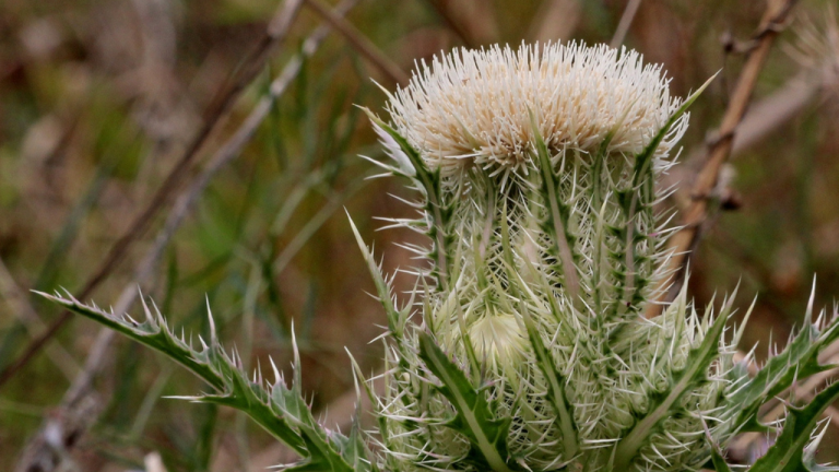 What are the Health Benefits of a Cirsium Horridulum?