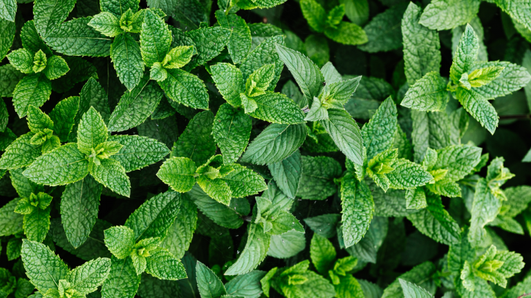 Can People Develop a Mint Tolerance?