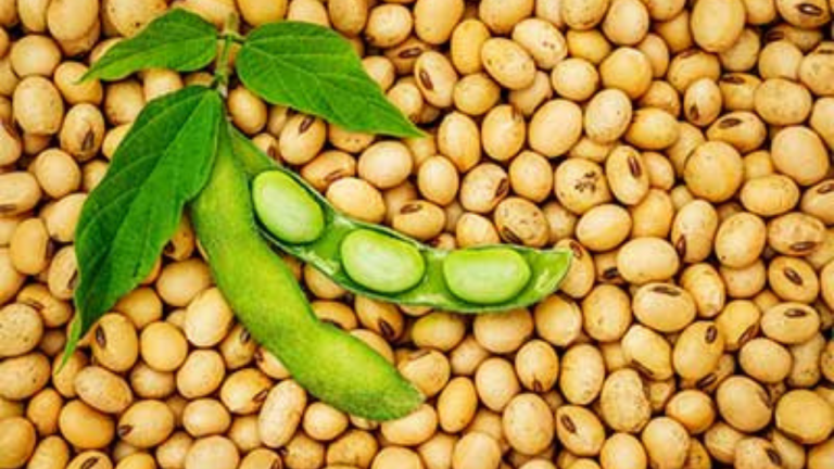 Is Most of the Soybean Going to Human or Livestock Consumption?