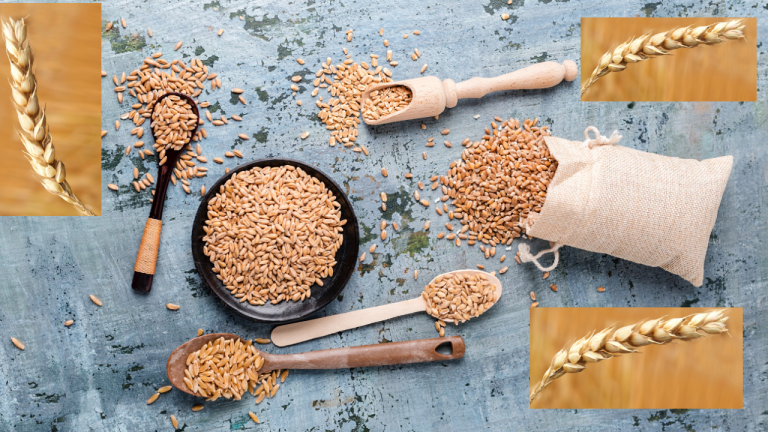 Why Don’t People Eat Wheat Grain?