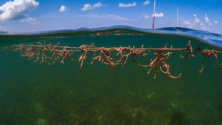 What are the Advantages of Farming Seaweed?