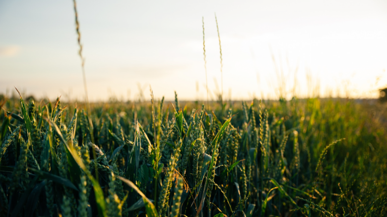 What are the Nutritive Values of the Different Forage Crops?