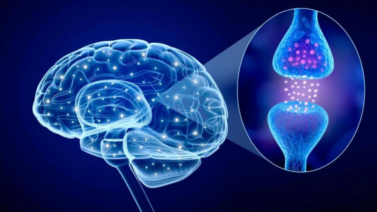 What are the Neurotransmitters Proteins?