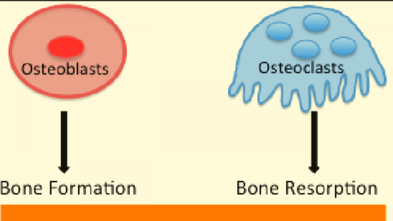 How Would You Describe Important Minerals Such as Calcium in Bone Tissue with Osteoblasts and Osteoclasts?