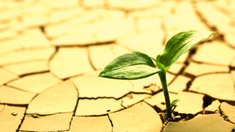 What is Plant Stress Physiology?