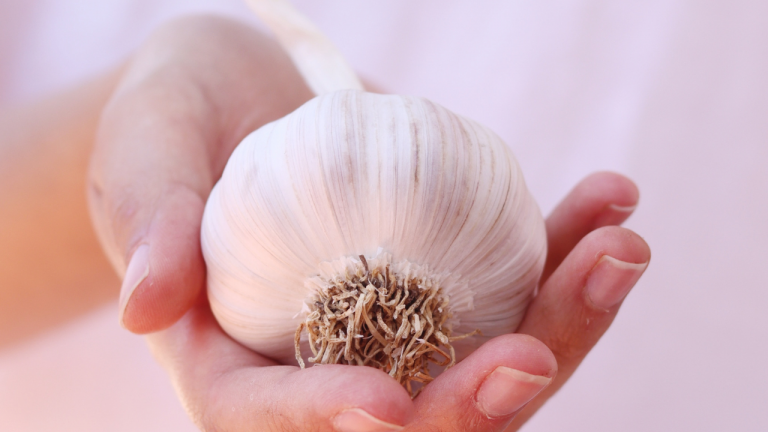 What is the Ayurveda classification of garlic?