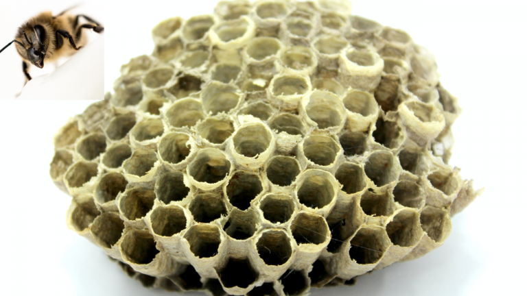 What do you Say About Mad Honey?