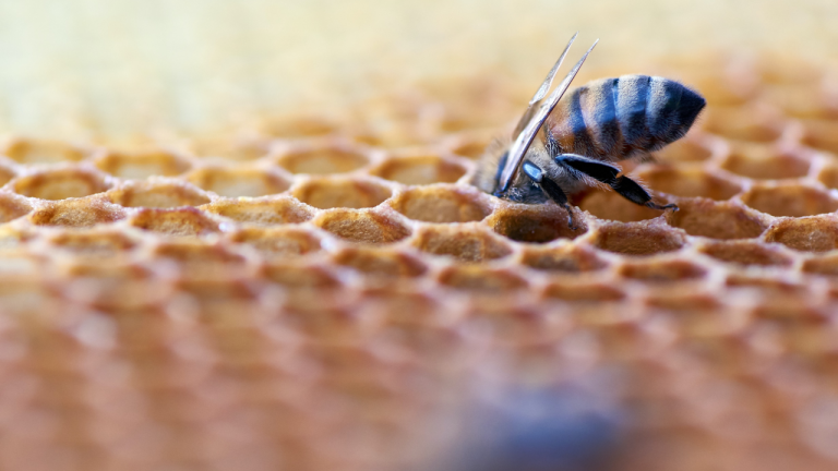 How and When Did Scientists Discover the Formation of Honey in Honey Sacks Inside a Bee?