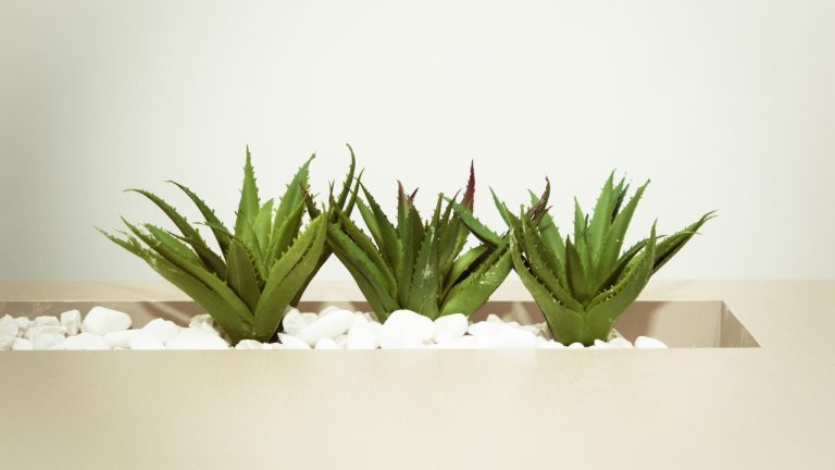 What are Some of the Key Health Benefits of Consuming Aloe Vera, and How Can it be Incorporated Into a Healthy Diet?