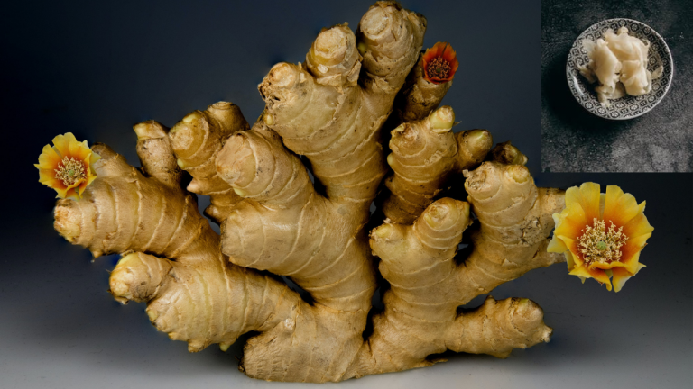 What Health Benefits does Pickled Ginger Have?