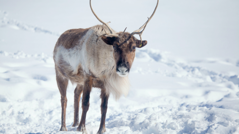 What is the Nutritional Value of Reindeer Blood?