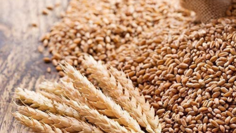 Is Wheat Harmful for Human Body?