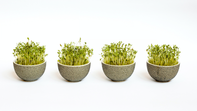 Broccoli Sprouts Supplement Help With Cancer?