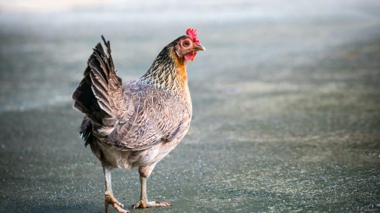 What is the Fastest Way to Increase Broiler Chickens Weight?