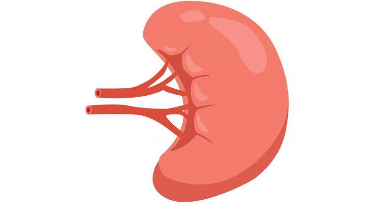 What are the Nutritional Foods that C.K.D. Patients can Take?
