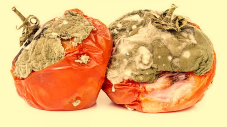 What are the Six Causes of Food Spoilage in Their Storage Areas?