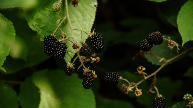 What are the Benefits of Eating Black Berries?
