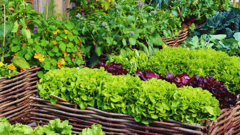 How Much Food Can One Plant Yield?