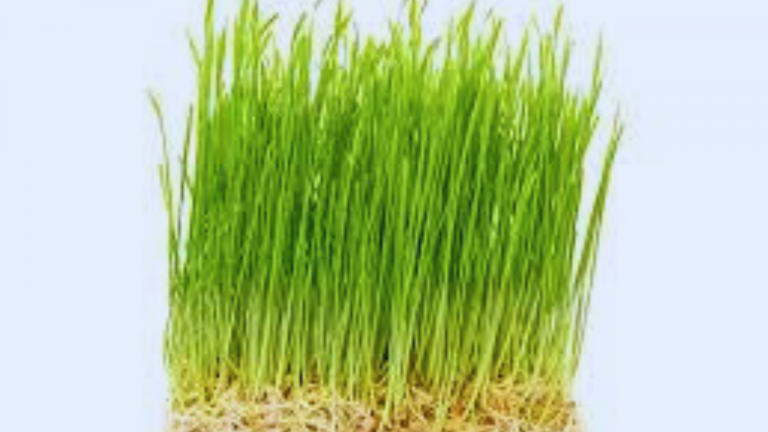 Common Benefits of Wheat Grass