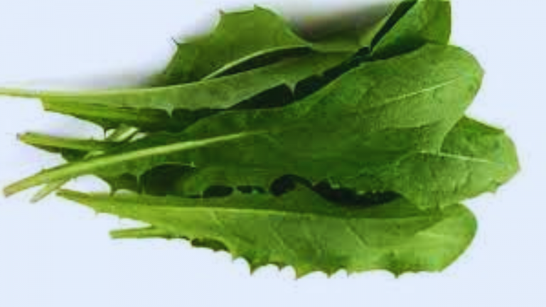 Dandelion Leaves Safe for Pregnant Women and Children to Eat?