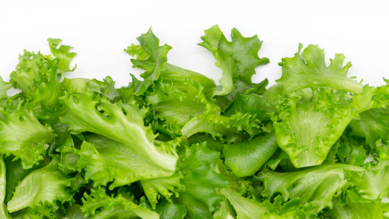 What are the Health Benefits of Lettuce?