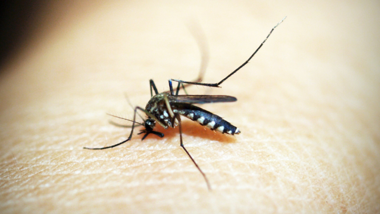 It Is Said That Malaria is a Risk Factor For Iron Deficiency. Why?
