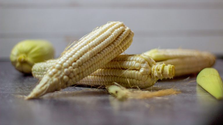 How Many Categories of Maize Are in Existence Today?
