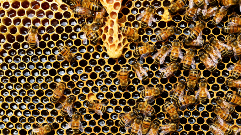 Do You Know Why Bees Make Honey?