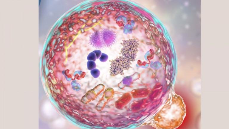 How Can I Become More Healthy With Autophagy Science?