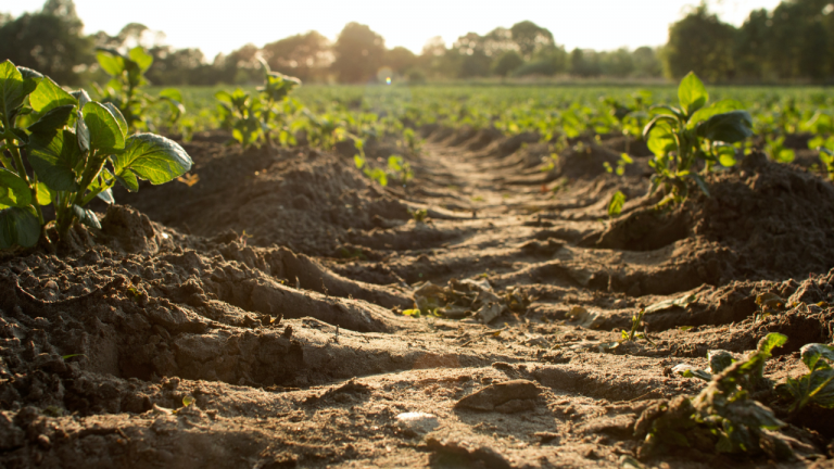If Soil Contains All The Nutrients in Plants We Eat, Can We Live Off Of Just Eating Soil?