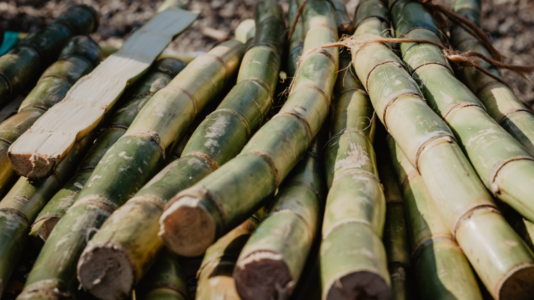 Does Sugarcane Produce Fructose or Glucose?
