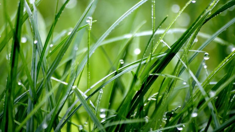 What are the Differences Between Wheat Grass and Barley Grass?