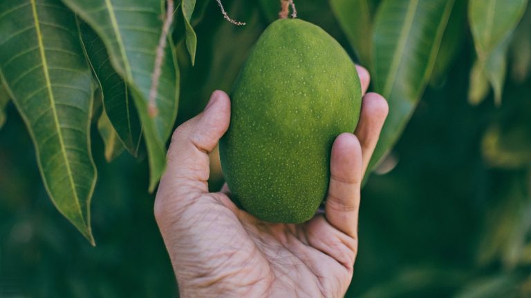 How Can You Eat a Green Mango Without Getting Sick or Feeling Nauseated?