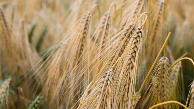 Grains