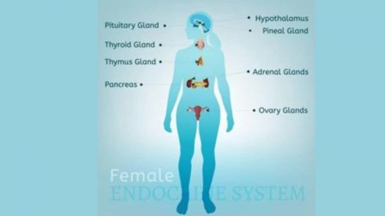 The Female Endocrine System