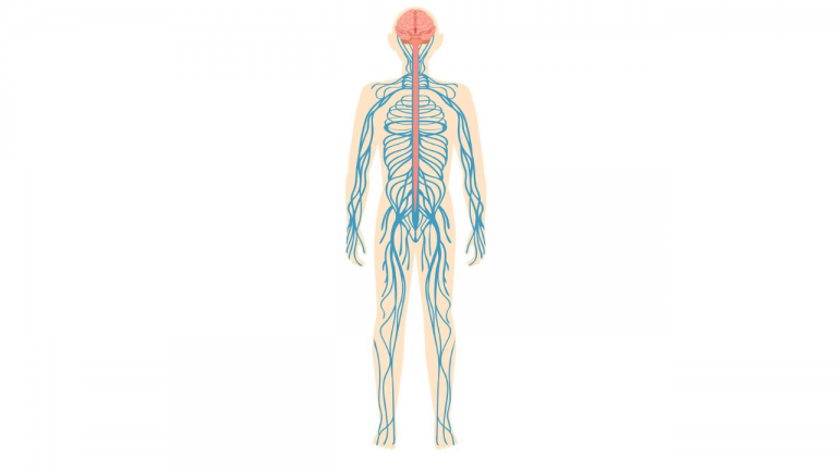 The Autonomic Nervous System
