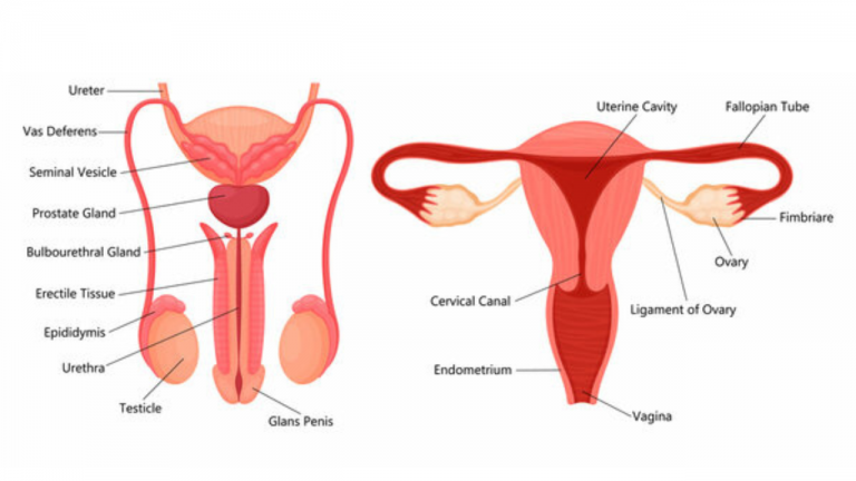 Reproductive Organs