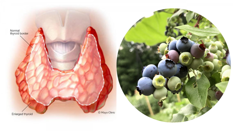 “The Thyroid-Boosting Power of Blueberries: A Look at Manganese, Anthocyanin’s, and Gut Health”