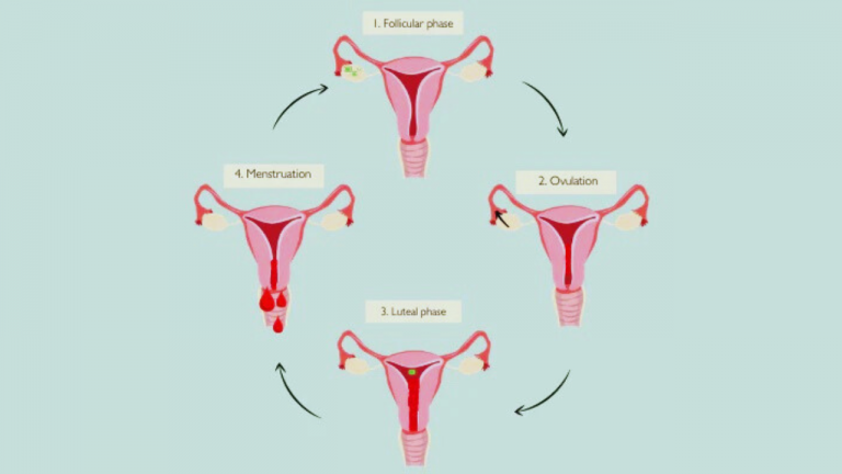 Understanding Menstrual Cycle