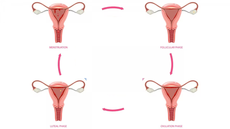 Phases of the Menstrual Cycle