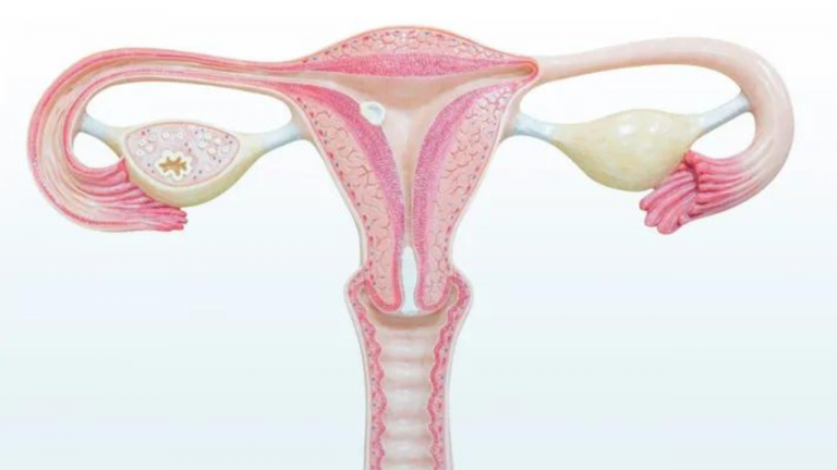 Which Hormone is the Responsible for Lining of the Uterus