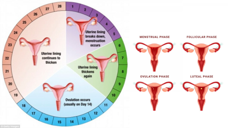 An Overview of the Menstrual Cycle