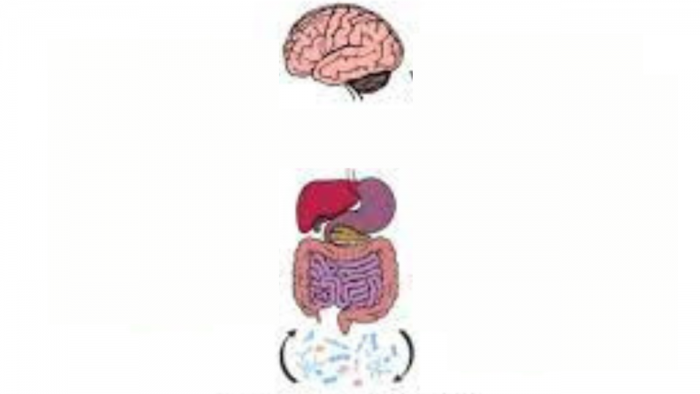 How does the Brain Influence Immune and Digestive Activity?