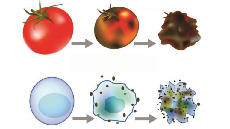 What is Oxidative Stress?