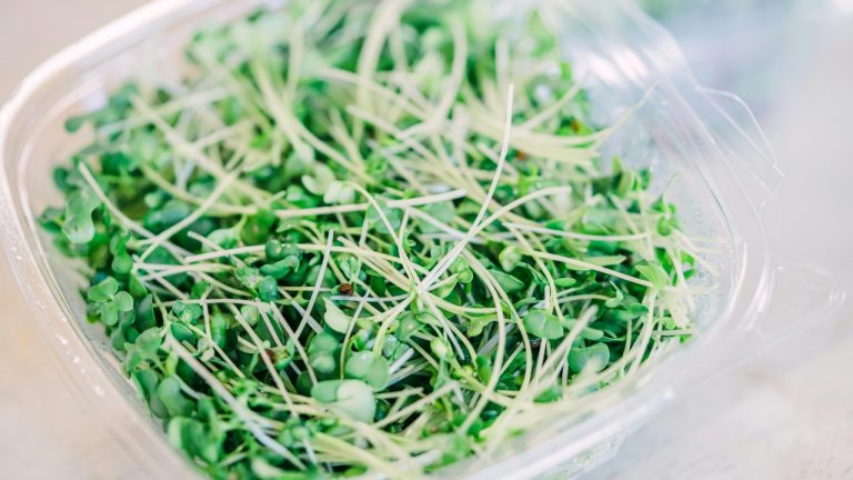 Sprouting Success: Homegrown Sprouts Guide